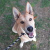 Darcy GCH