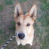 Darcy GCH