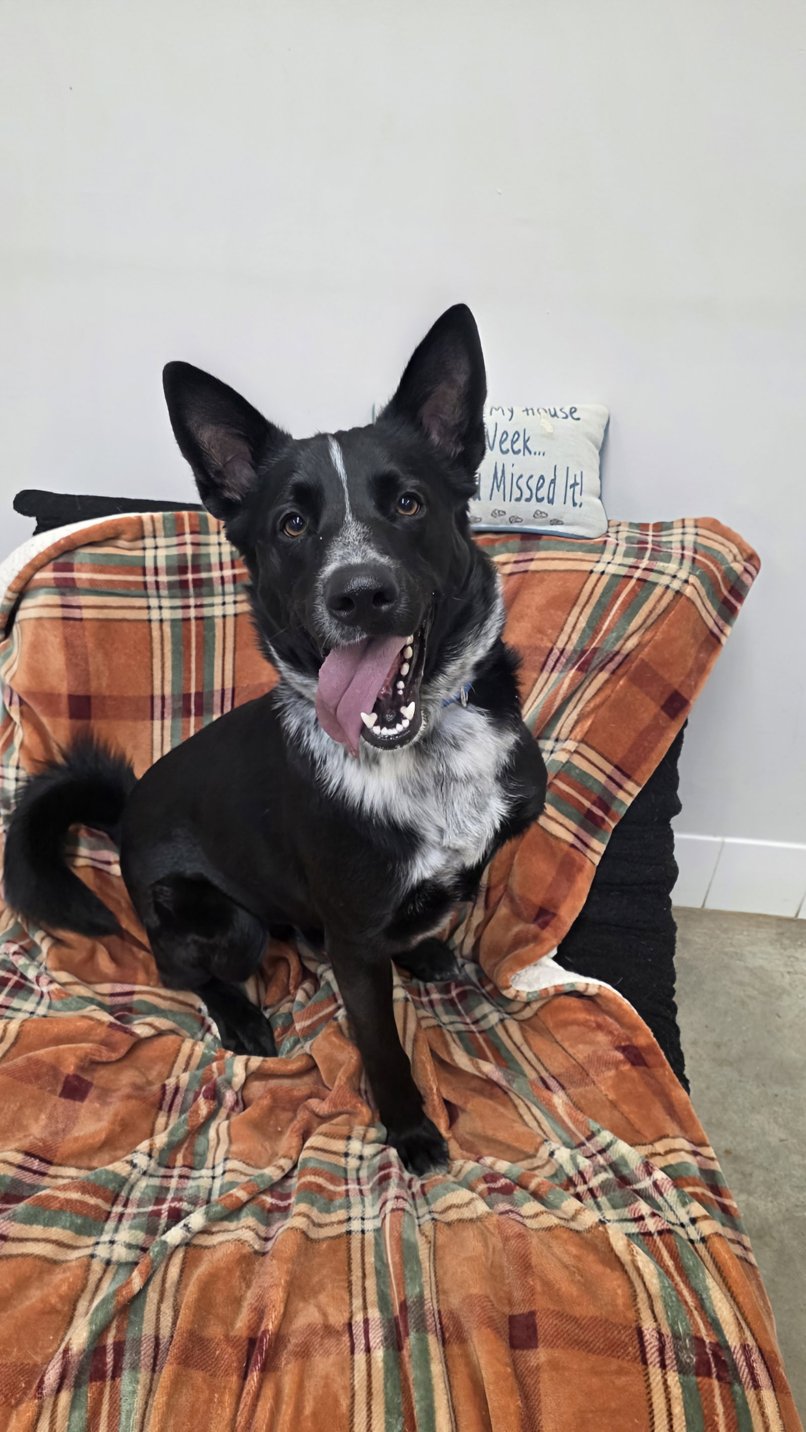 Australian Cattle Dog