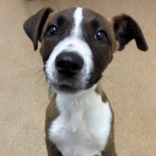 Elphie GCH