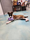 Elphie GCH
