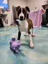 Elphie GCH