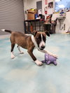 Elphie GCH