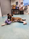 Elphie GCH