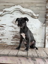 Gracie Rogers