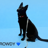 Rowdy Lonestar