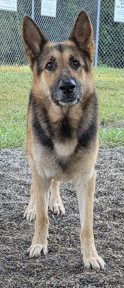 Maxwell GSD SCAS