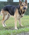 Maxwell GSD SCAS