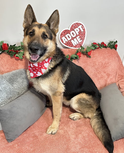 Maxwell GSD SCAS