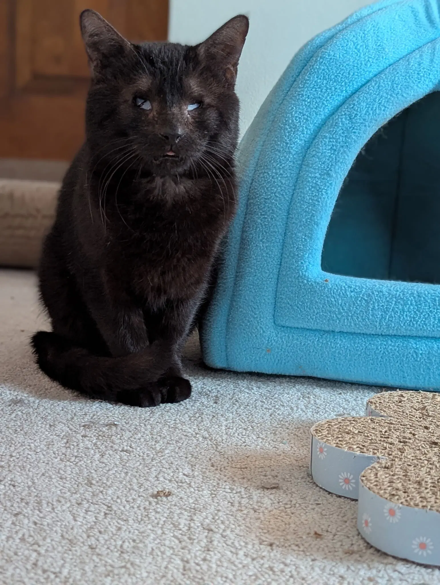 Iris - Domestic Short Hair
