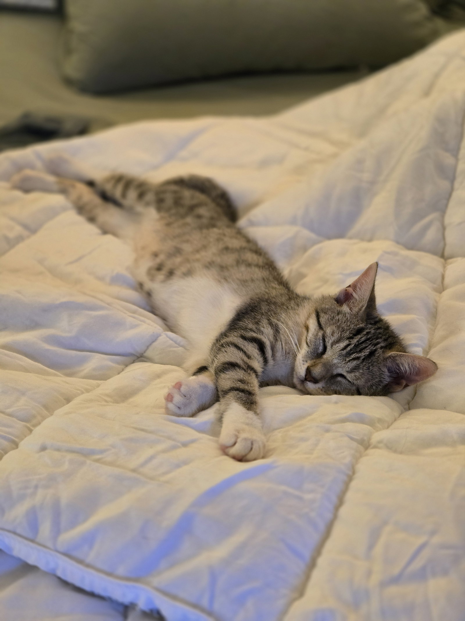 Aleiyah KITTEN Image