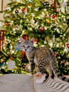 Aleiah KITTEN