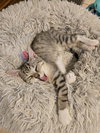 Aleiah KITTEN