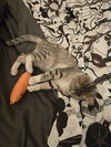 Aleiah KITTEN