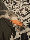 Aleiah KITTEN