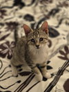 Aleiah KITTEN