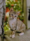 Aleiah KITTEN