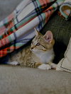 Aleiah KITTEN