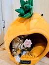 Aleiah KITTEN