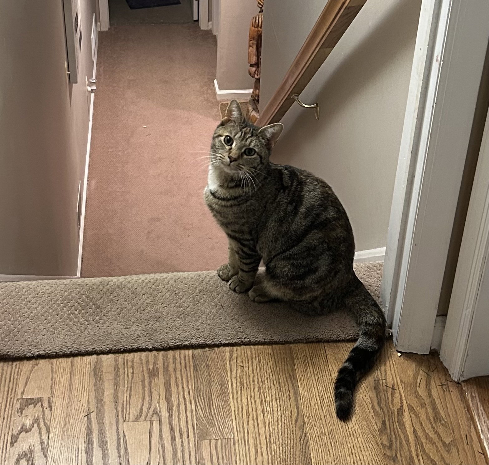 Sadie Image