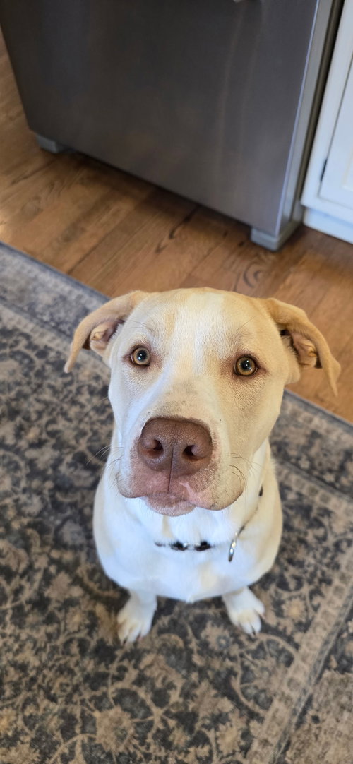 Lenny NJ