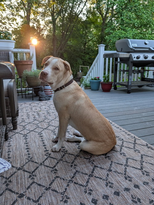 Lenny NJ photo 4