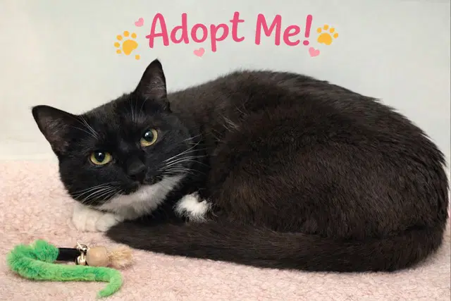 Winter - Domestic Short Hair