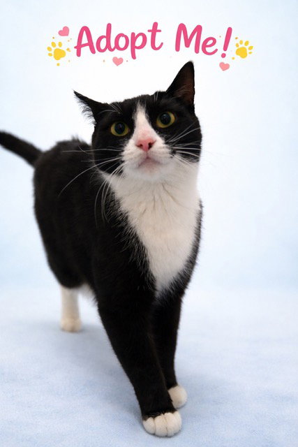 Oreo KITTEN Image