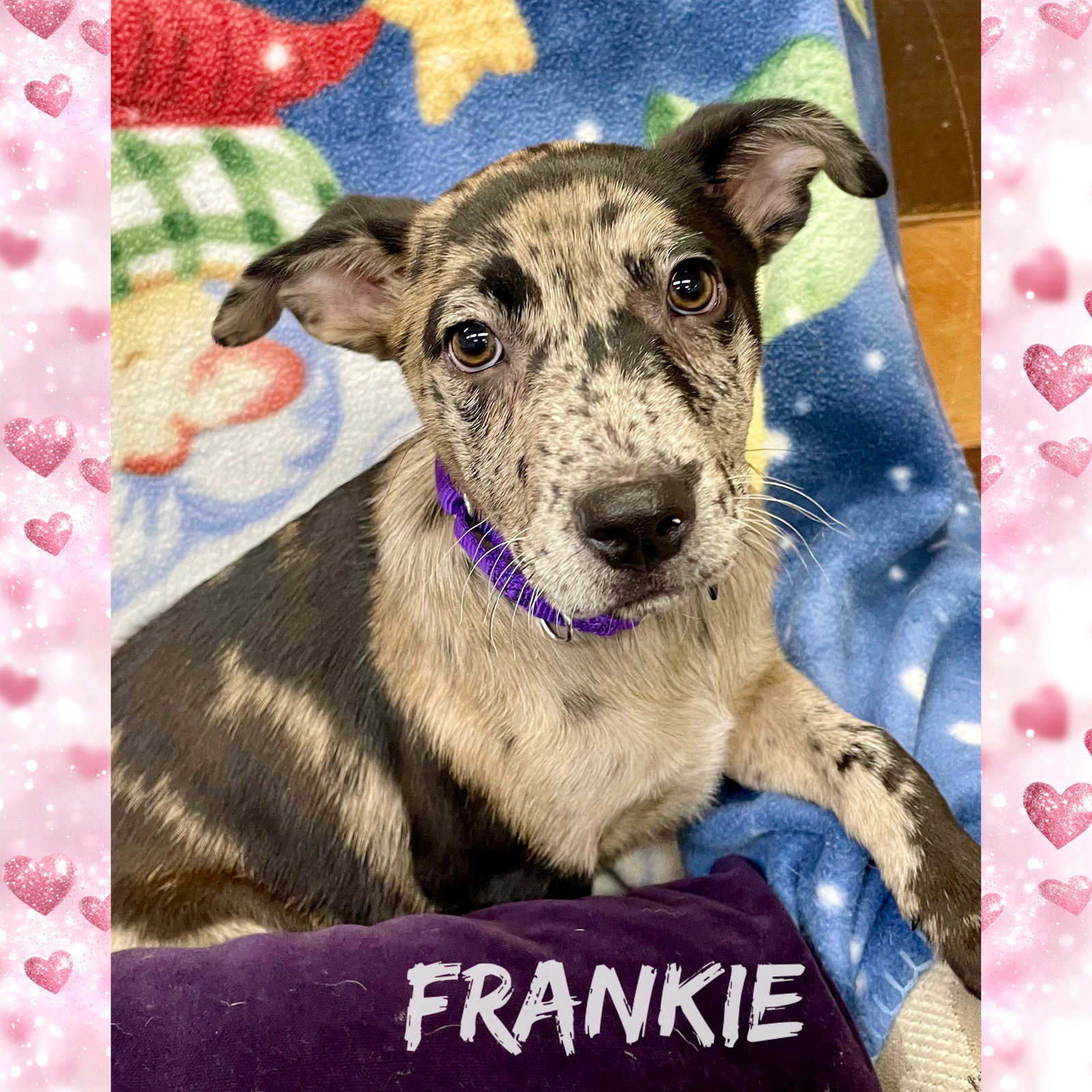 Franki Louisiana Image