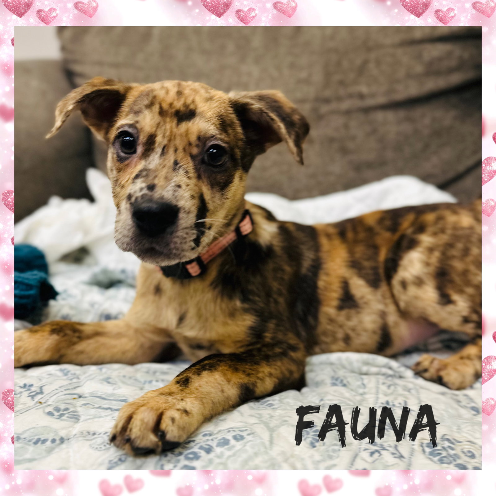 Fauna Louisiana Image