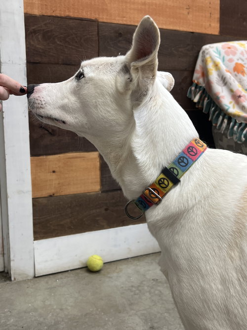 FIONA DIXON - Shepherd available for adoption