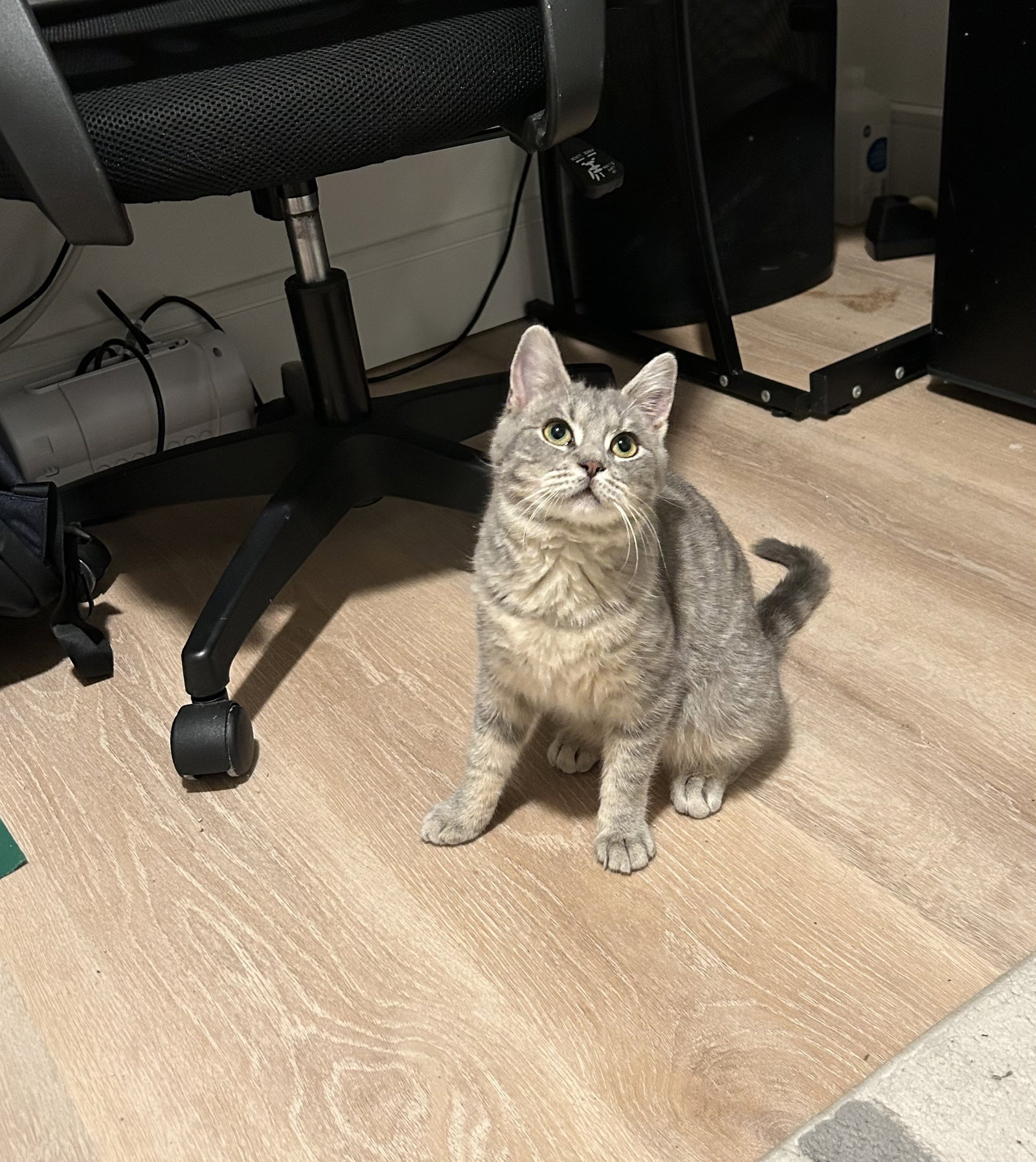 Cleo KITTEN Image