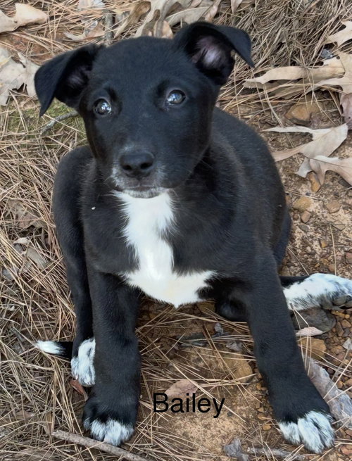 Bailey Lonestar