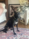 Dottie Lonestar