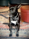 Dottie Lonestar
