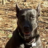 Dottie Lonestar