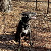 Dottie Lonestar