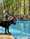 Dottie Lonestar