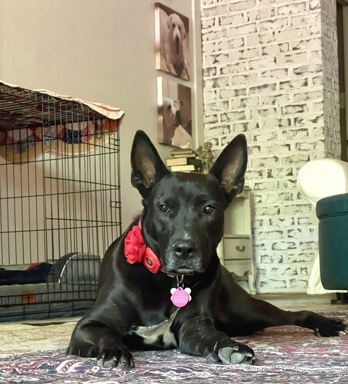 Dottie Lonestar