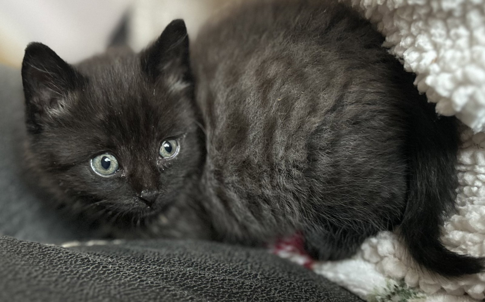 Brandy's Splat KITTEN Image