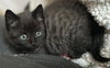 Brandy's Splat KITTEN - Photo 1