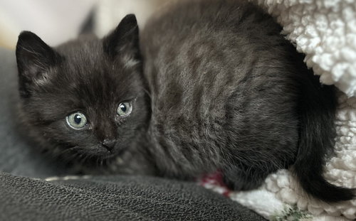 BRANDY'S SPLAT KITTEN - Domestic Short Hair available for adoption
