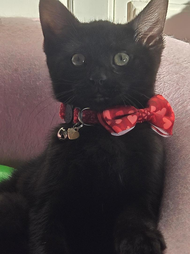 Sugar's Fendi KITTEN Image
