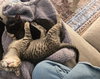 Sugar's Fendi KITTEN