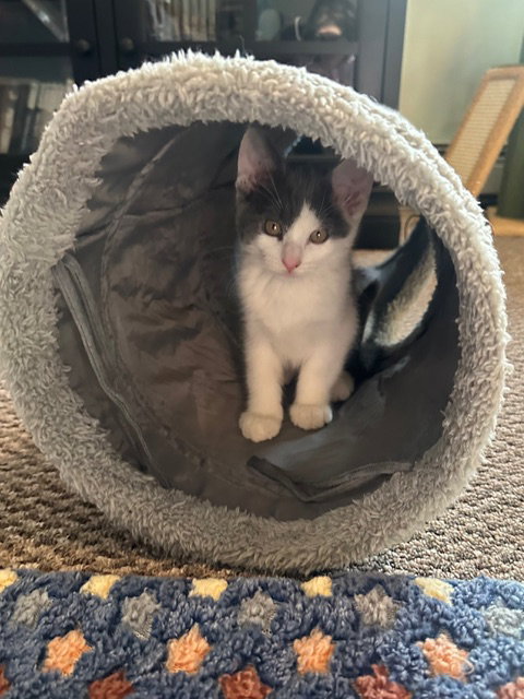 Madison's Jerry KITTEN