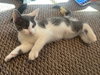 Madison's Jerry KITTEN