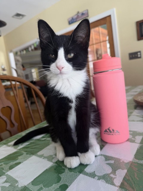 Madison's Tom KITTEN Image