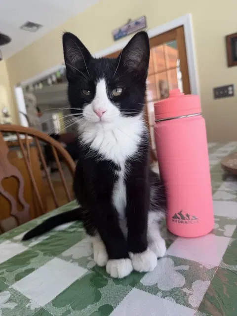 Madison's Tom Kitten - Domestic Short Hair
