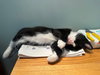 Madison's Tom KITTEN