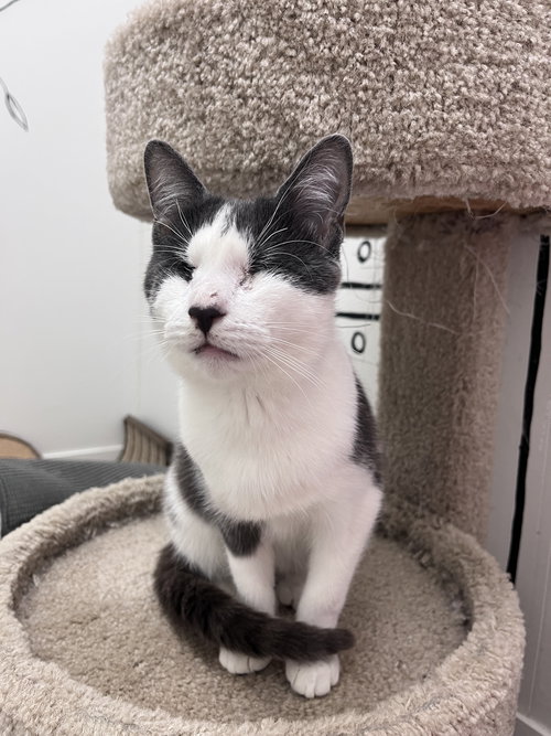 Violet's Dain KITTEN RM, Baby Domestic Short Hair (short coat), cat for adoption in New Rochelle, New York